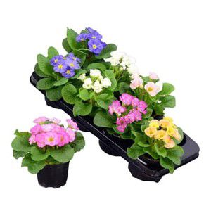 Jordviva specialmix 12cm kruka Höjd 20cm varierande färger product image