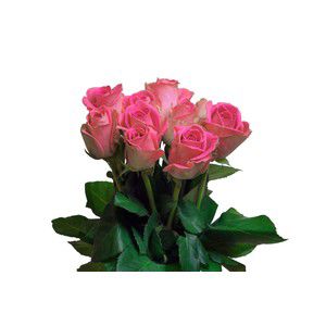 Rosor Varierande färger 40cm 10-p product image
