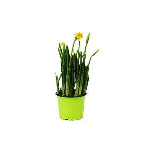 Minipåsklilja i kruka 12cm product image