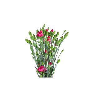 Elegancenejlika i bunt Varierande färger 1-p Blomsterboda product image