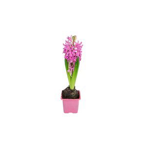 Hyacintlök Rosa 1-p product image